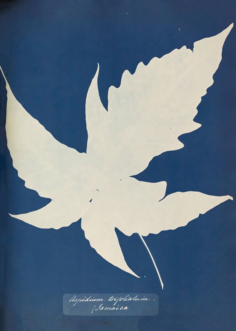 Konten Koleksi Anna Atkins
