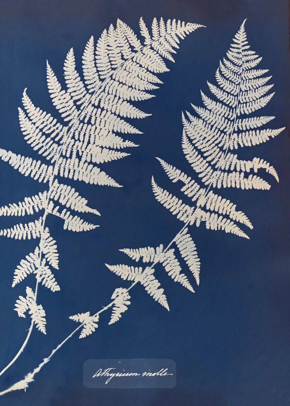 Konten Koleksi Anna Atkins