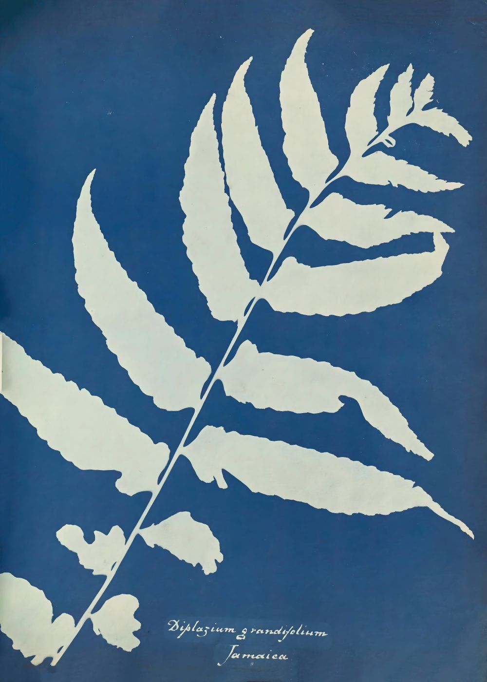 Konten Koleksi Anna Atkins