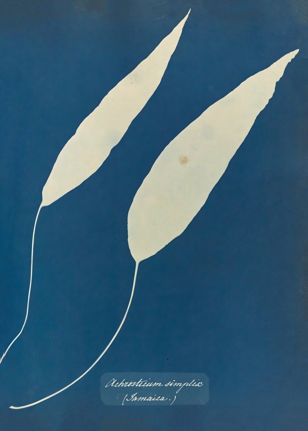 Konten Koleksi Anna Atkins
