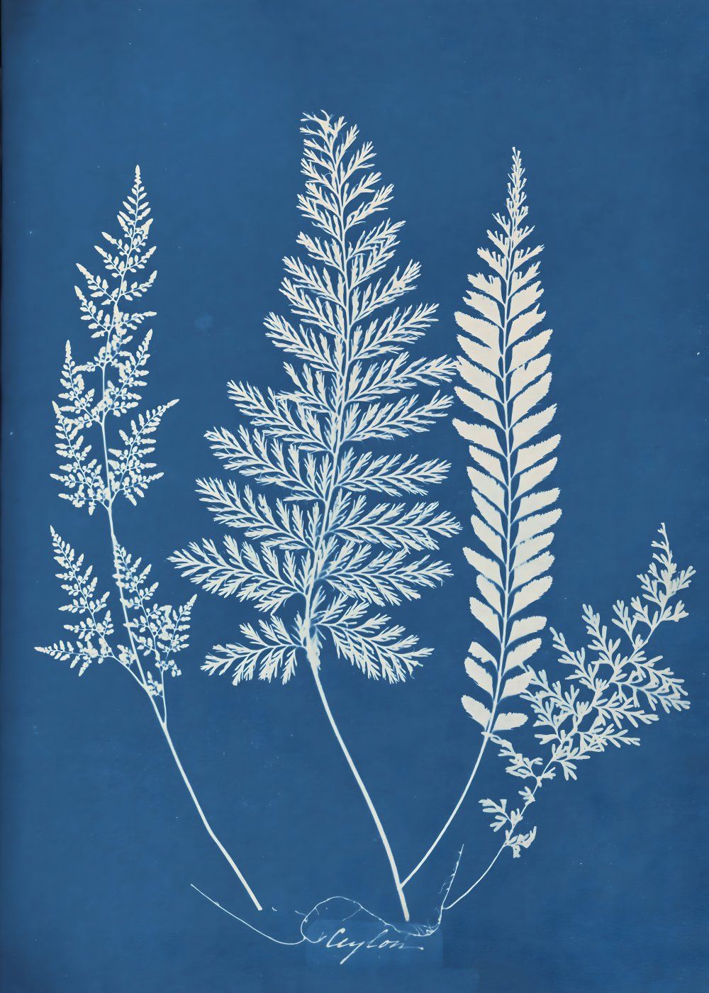 Konten Koleksi Anna Atkins