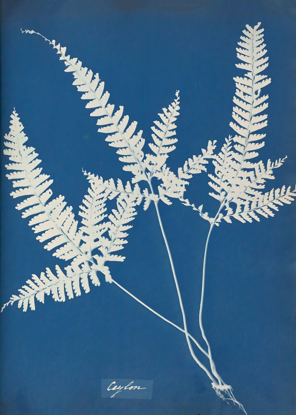 Konten Koleksi Anna Atkins