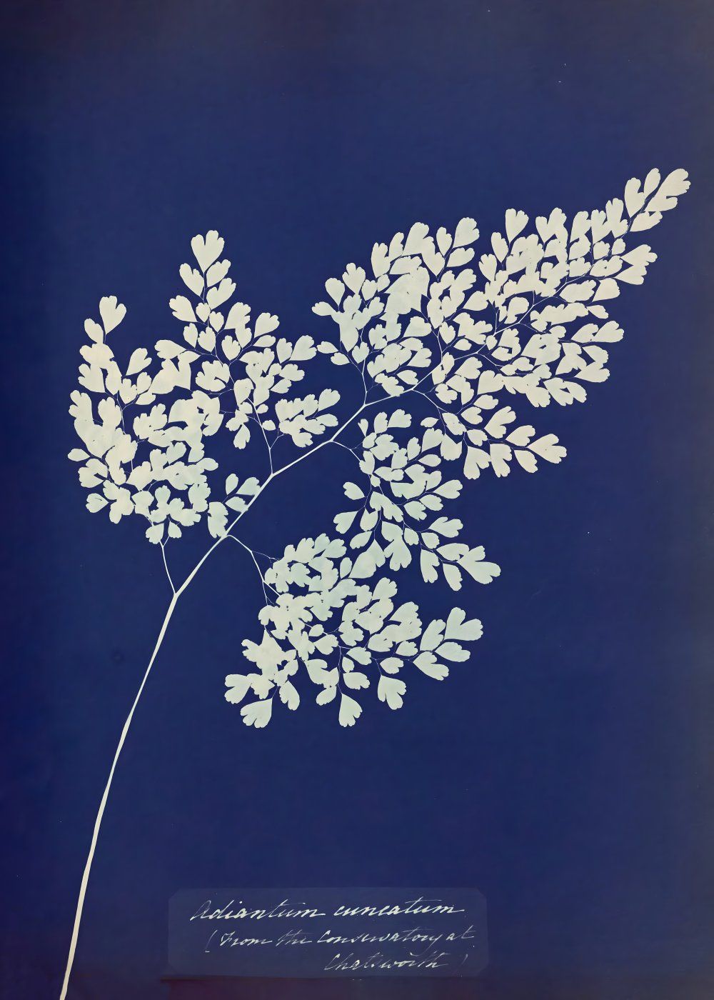 Konten Koleksi Anna Atkins