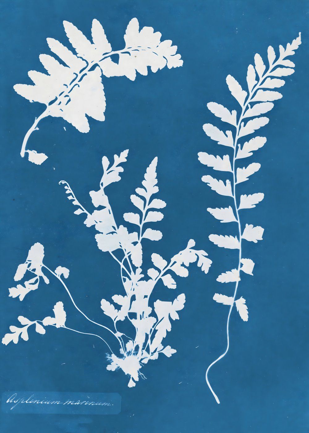 Konten Koleksi Anna Atkins