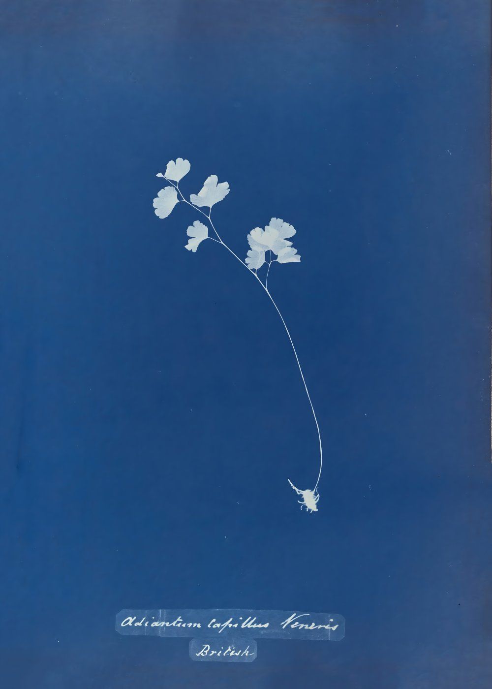 Konten Koleksi Anna Atkins