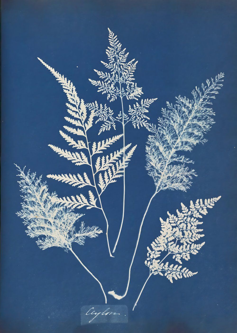 Konten Koleksi Anna Atkins