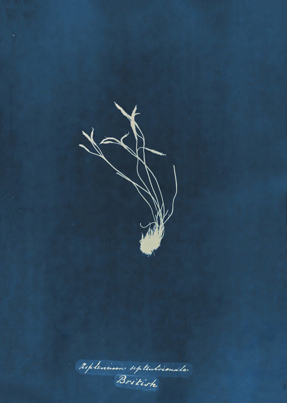 Konten Koleksi Anna Atkins