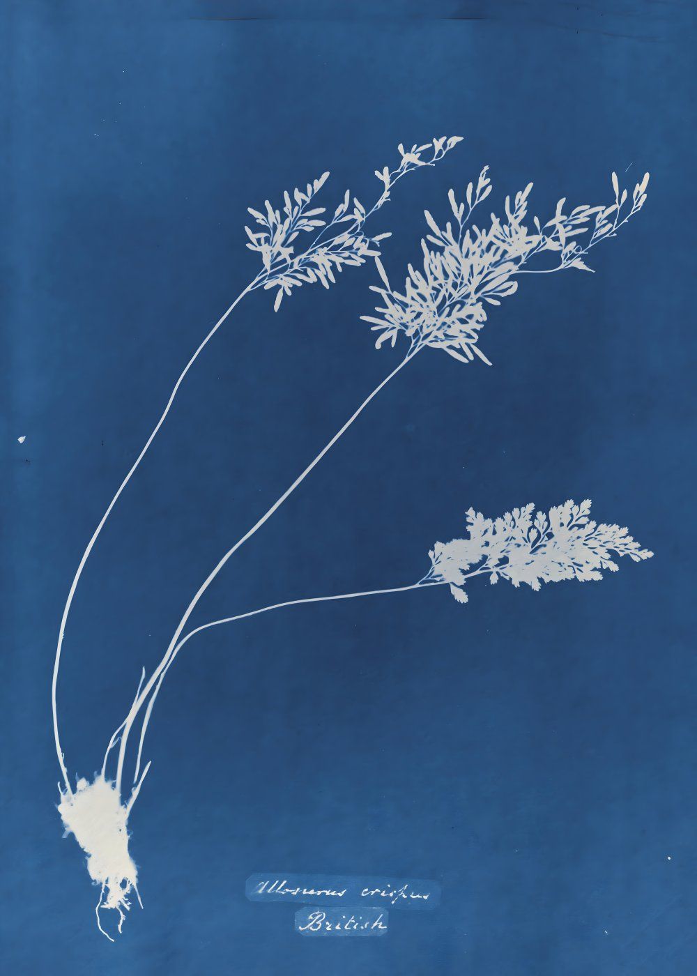 Konten Koleksi Anna Atkins