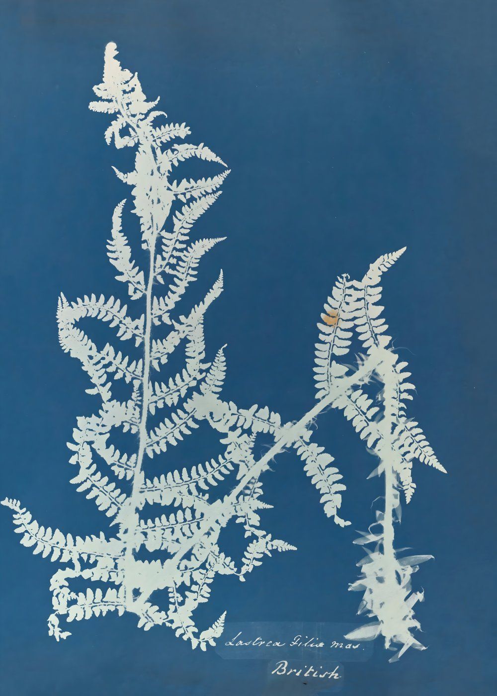 Konten Koleksi Anna Atkins
