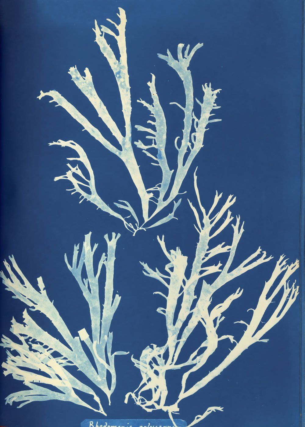 Konten Koleksi Anna Atkins: Keterangan Visual