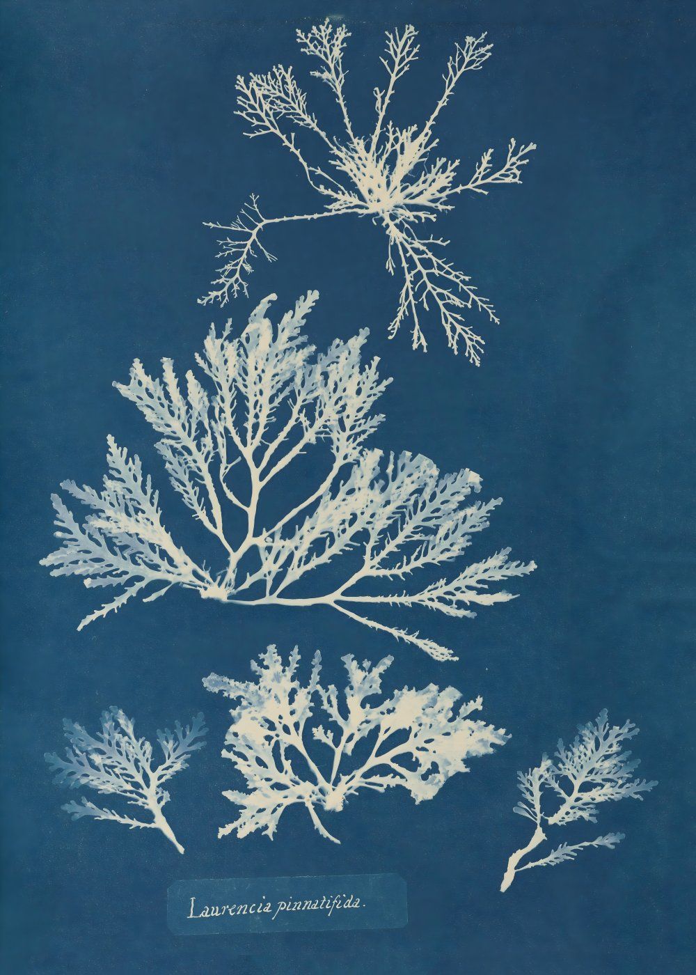 Konten Koleksi Gambar Anna Atkins