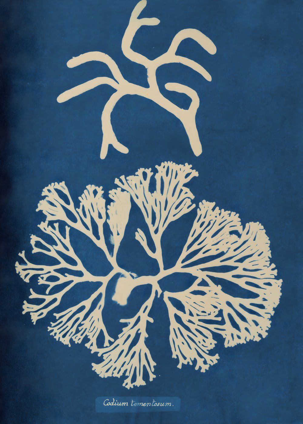 Konten Koleksi Gambar Anna Atkins