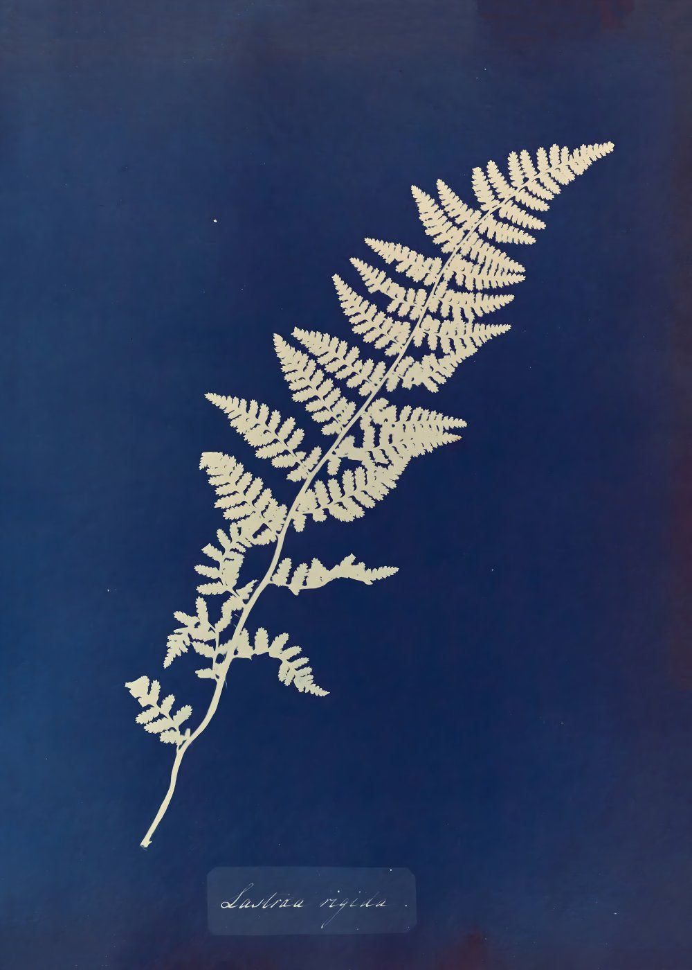 Konten Leaf Of Fern