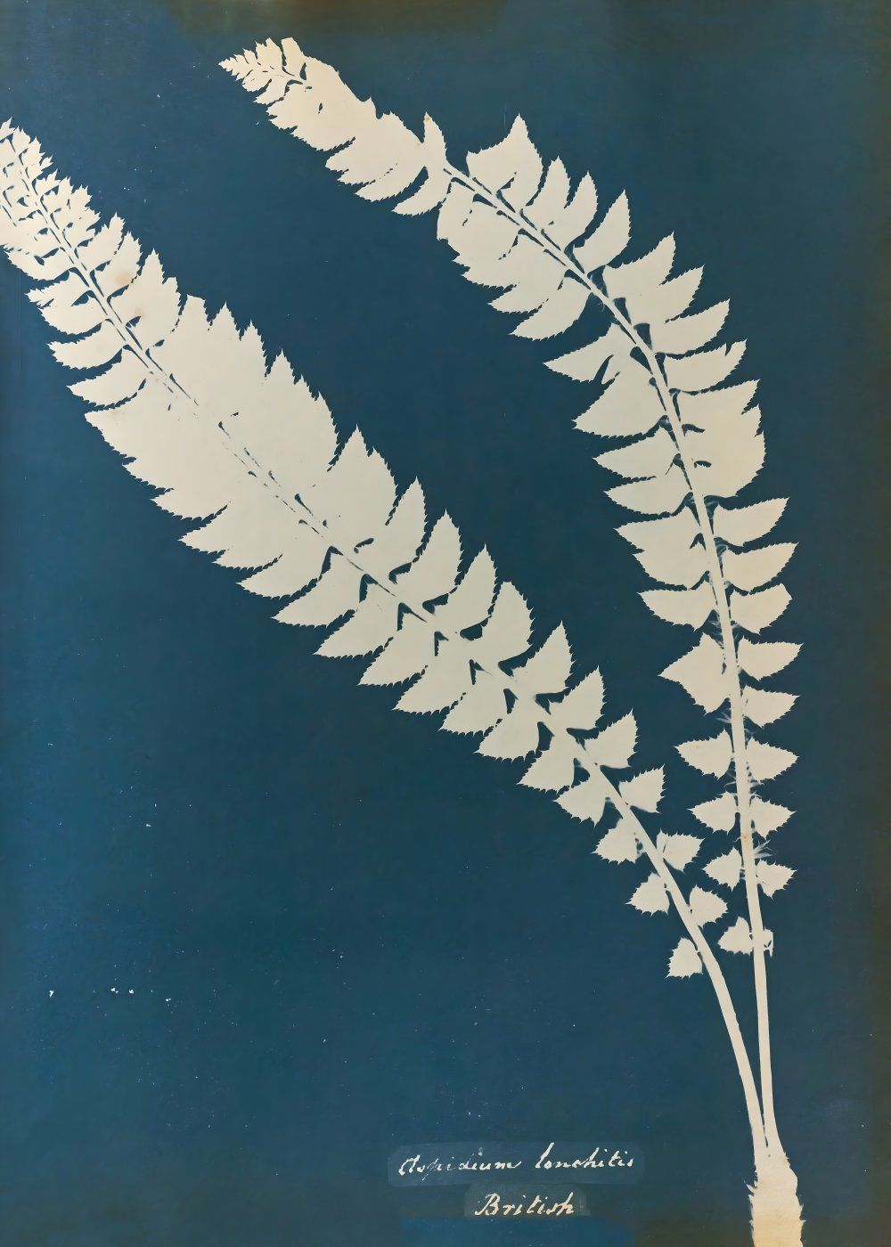 Konten Leaf Of Fern