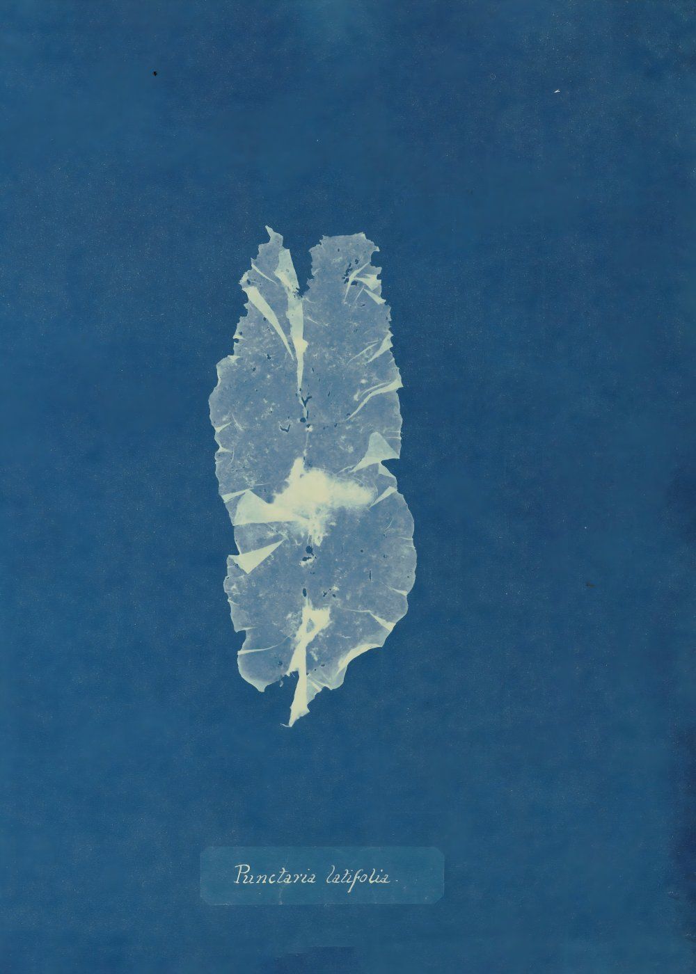 Konten Leaf On Blue Background