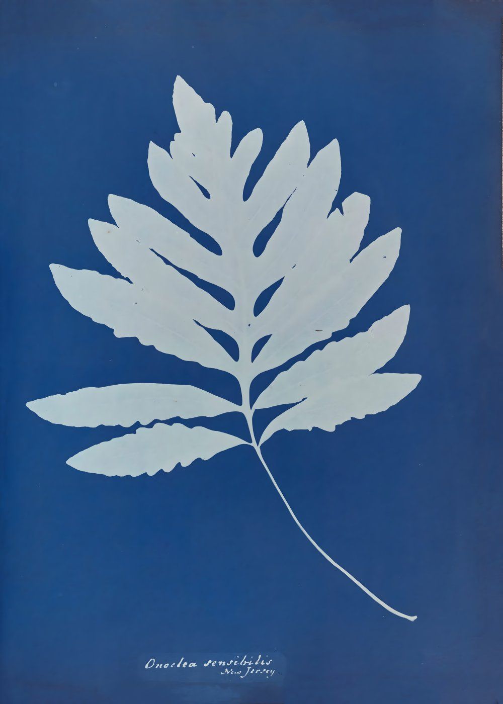 Konten Leaf With Vein Pattern On Blue Background