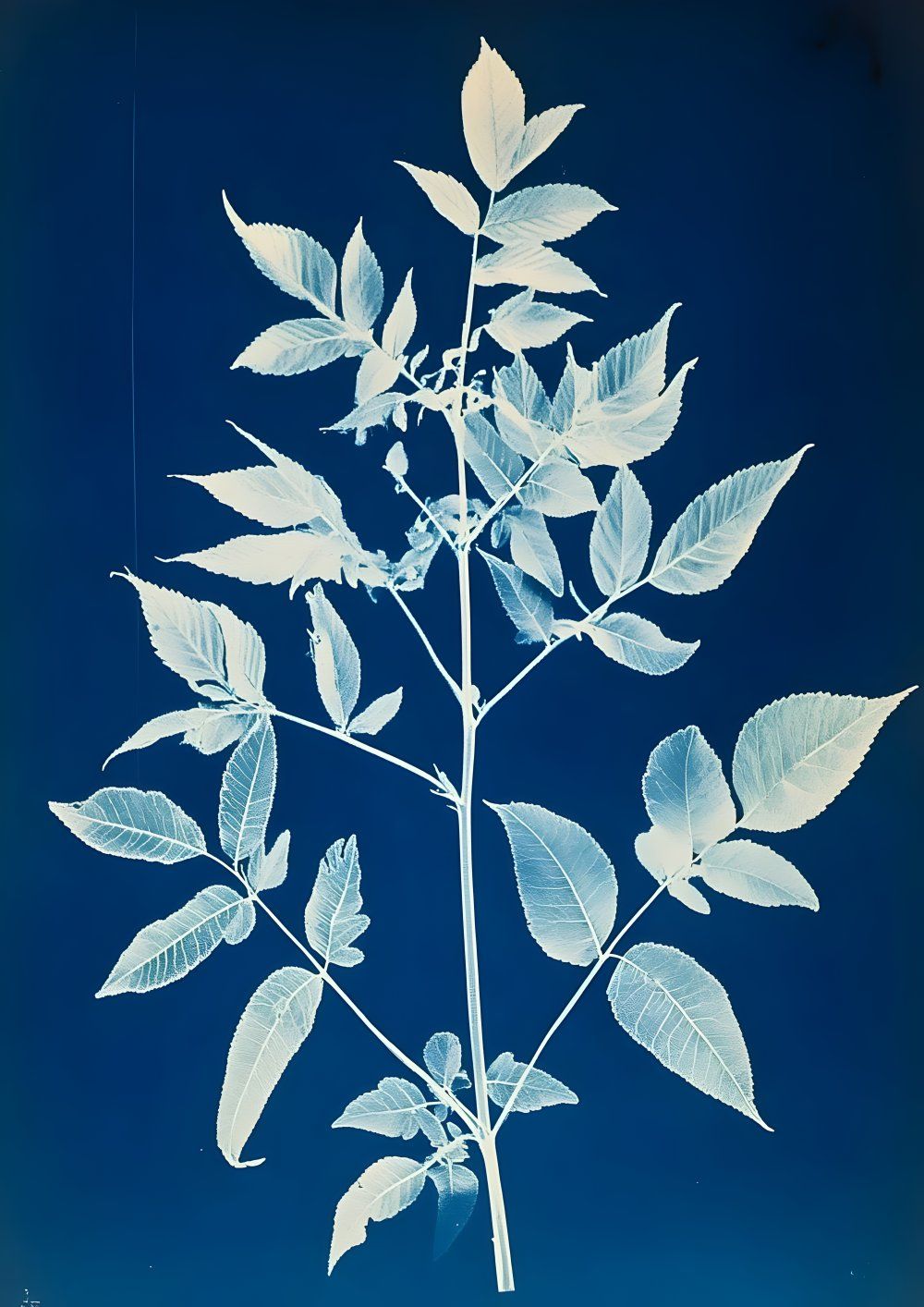 Konten Leaf With Veins Prominently Displayed Against A Blue Background