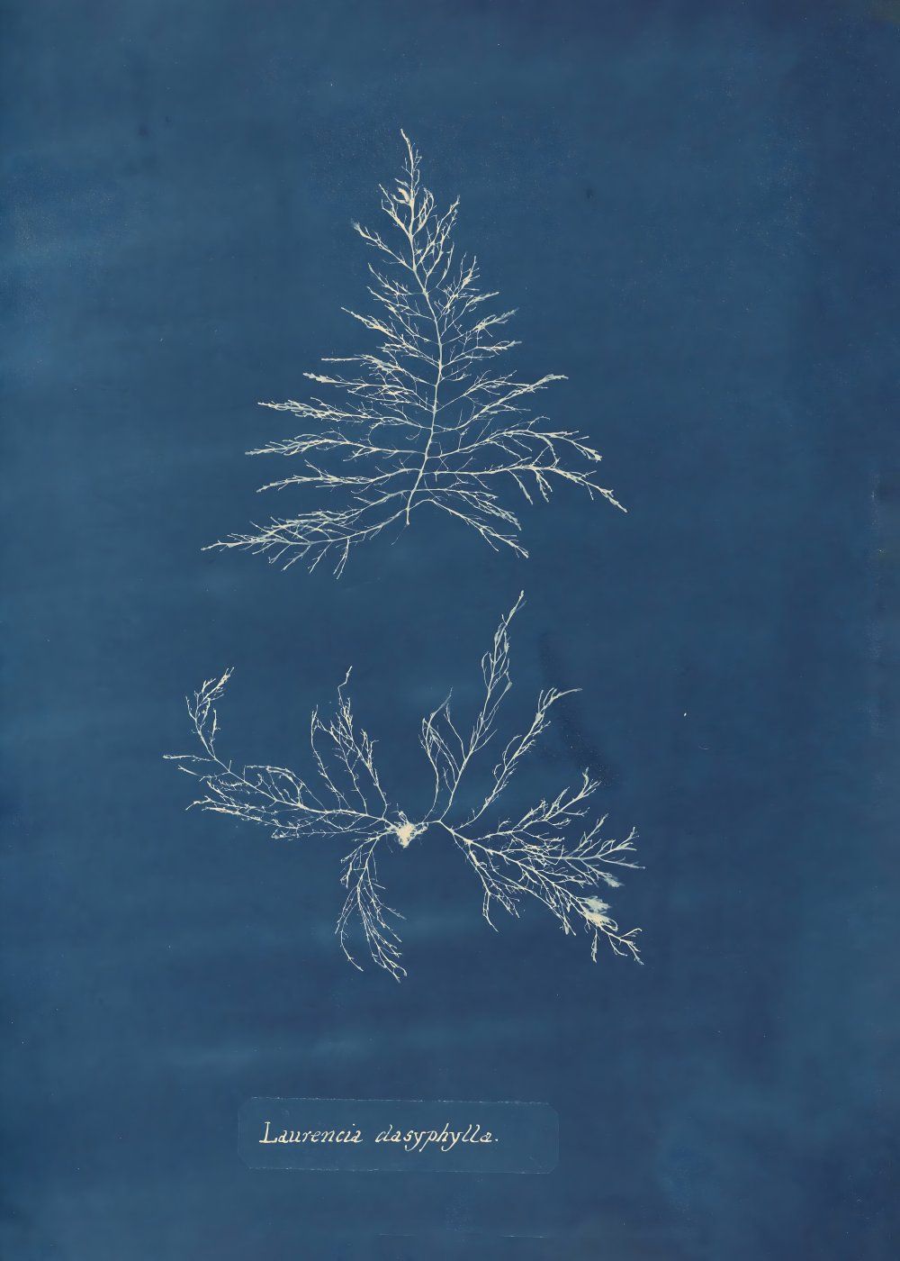 Konten Pine Tree dan Laminaria Japonica
