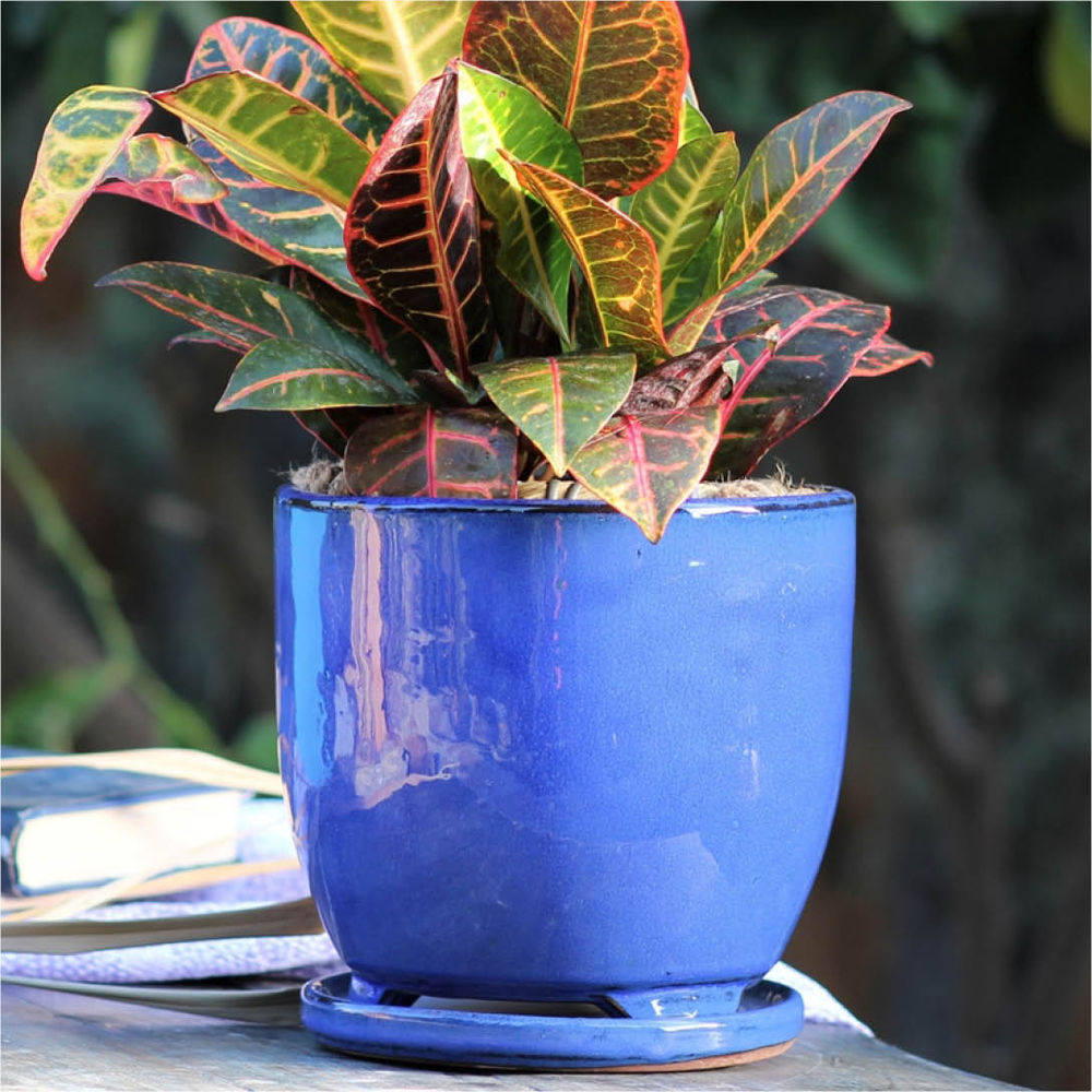 aglaonema achat Aglaonema 'Leprechaun'