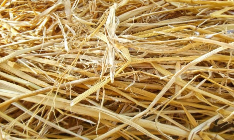Hay | Farm & Ranch