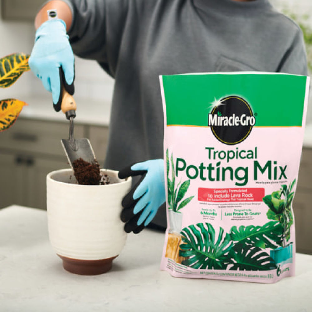 aroid philodendron Philodendron Gloriosum Zebra Aroid 4” pot potted house Plant main image 1