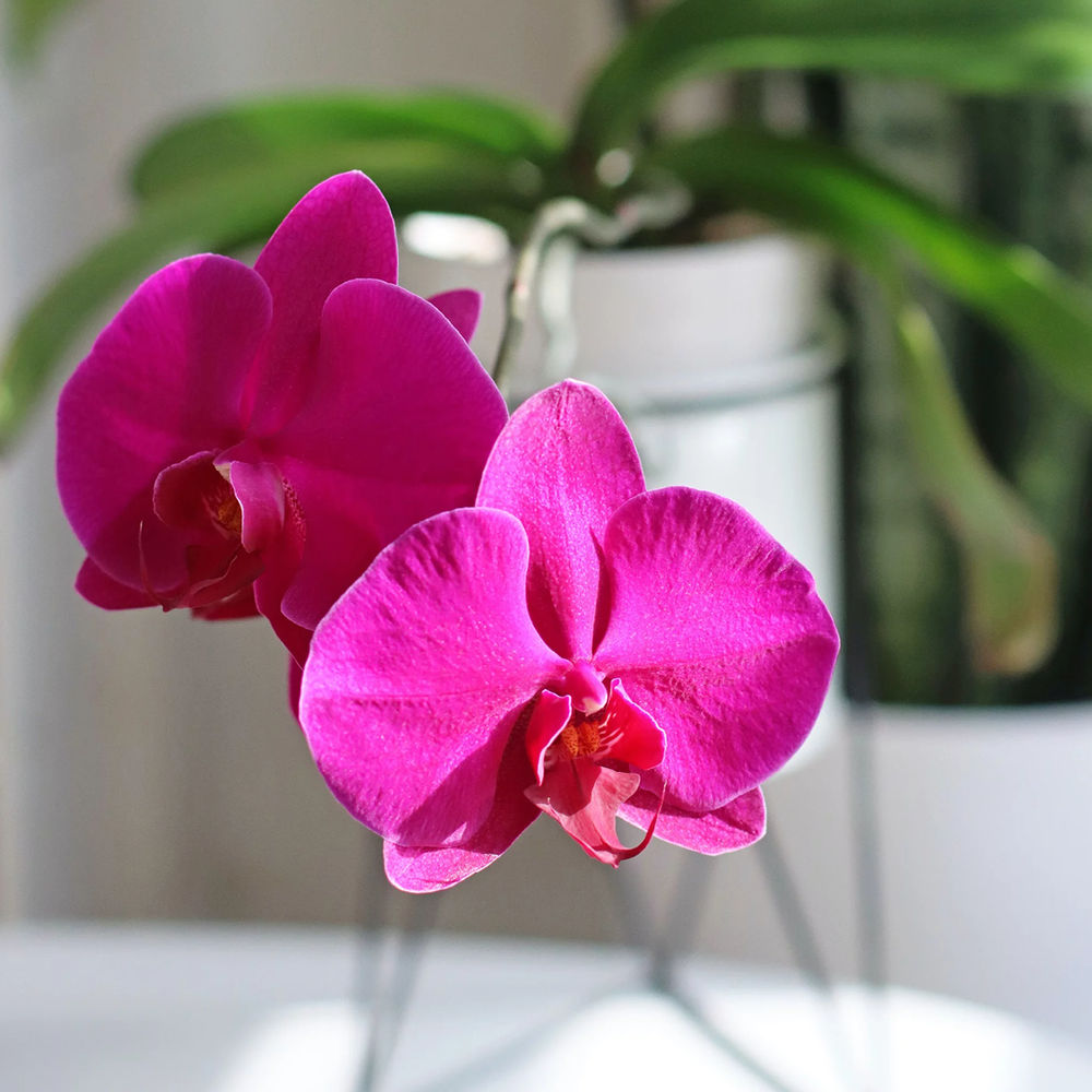 SunGro Black Gold Orchid Mix