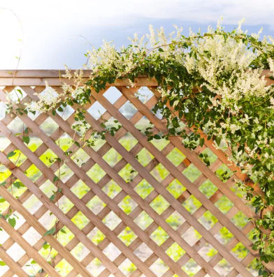 Lattice | Pressure Treated