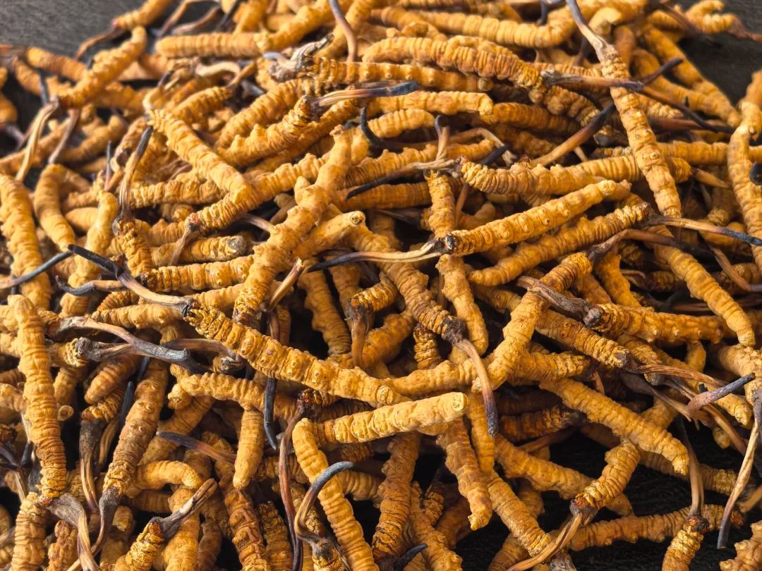 一堆高規格冬蟲夏草，強調其作為高價值資產的地位