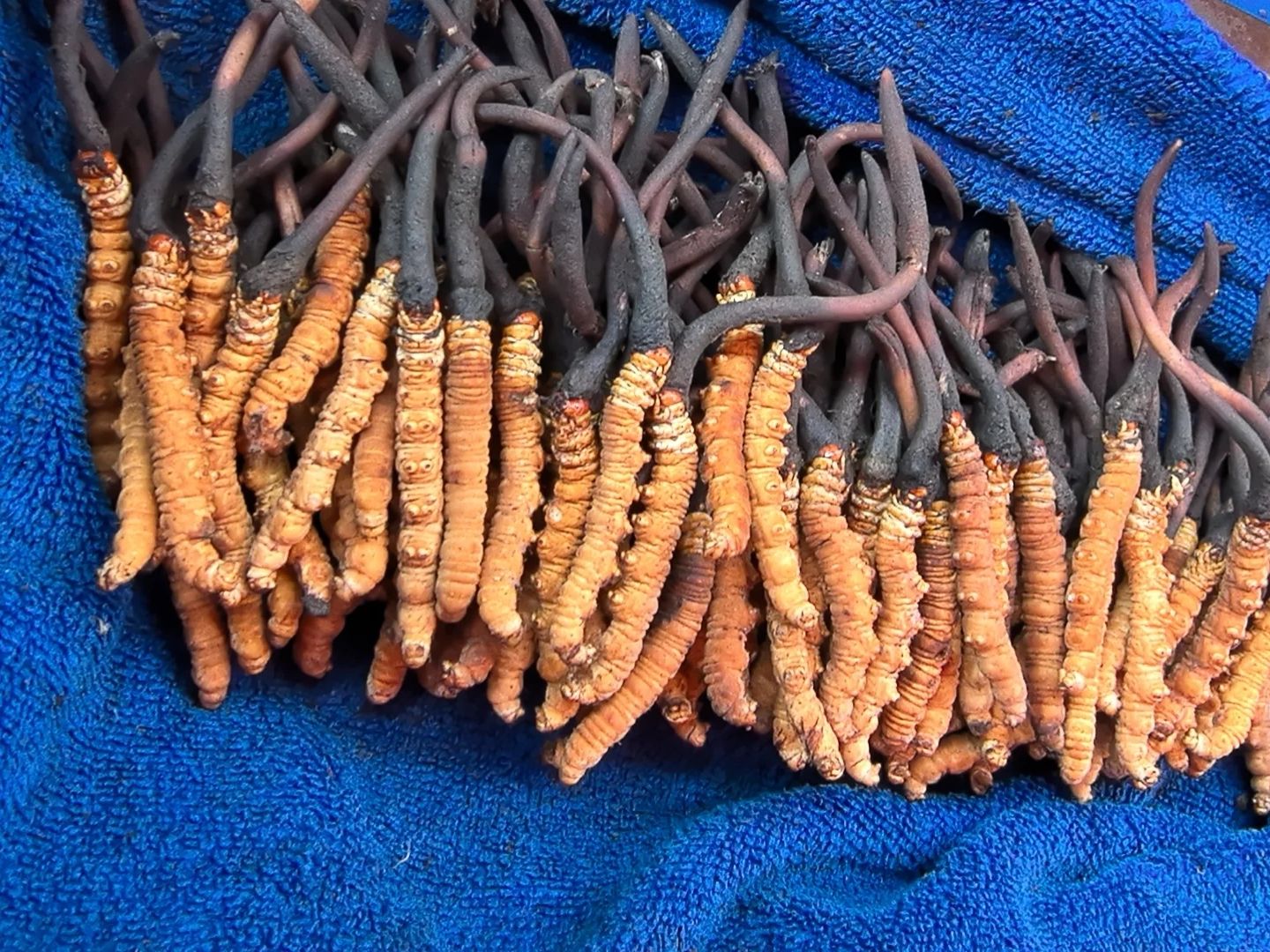 雲南迪慶冬蟲夏草特寫