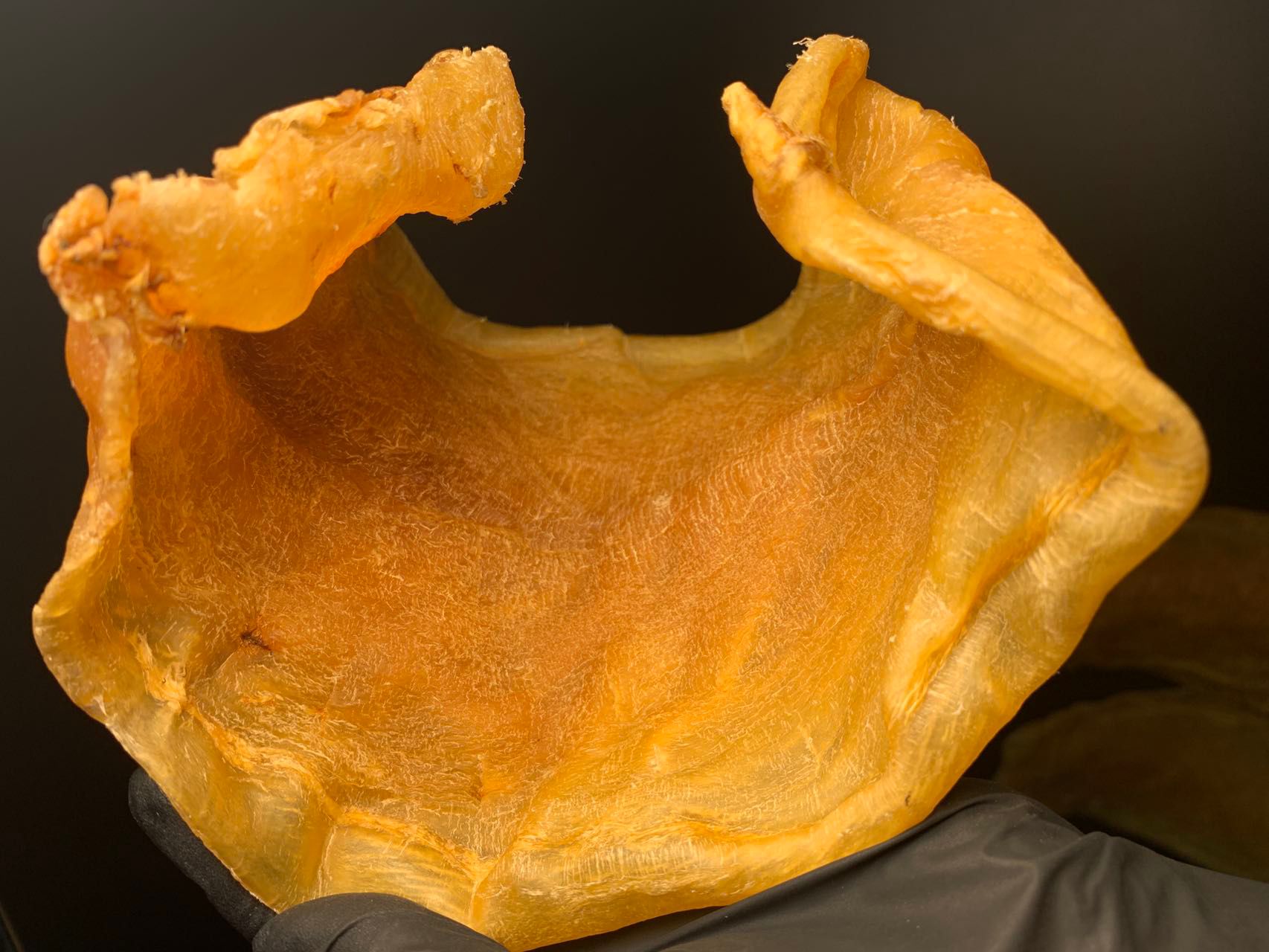 頂級金錢膠特寫