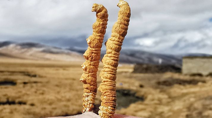 專業展示的蟲草樣本