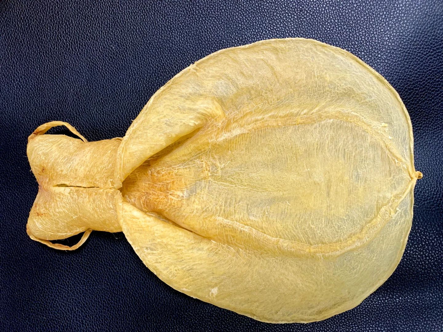 頂級金錢膠特寫