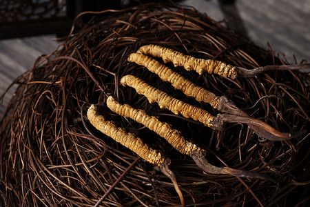 青海野生蟲草細節圖