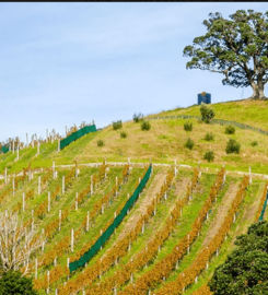 Waiheke Custom Wine Tours
