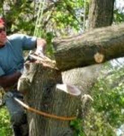 Tree Services Atlanta
