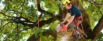 Tree Services Atlanta