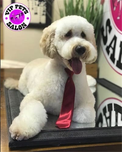 V.I.P. Pets Salon