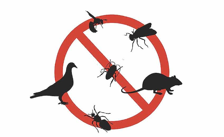 Pest Control North Shore Auckland