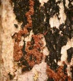 SUMMERVILLE PEST CONTROL SERVICE
