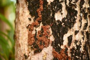 SUMMERVILLE PEST CONTROL SERVICE