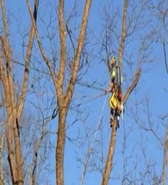 Laytons Tree Service – Athens GA
