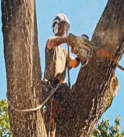 Laytons Tree Service – Athens GA