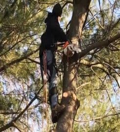 Laytons Tree Service – Athens GA