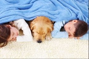 Terrific Carpet Cleaning