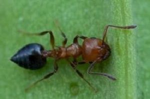 Diamond Pest Control