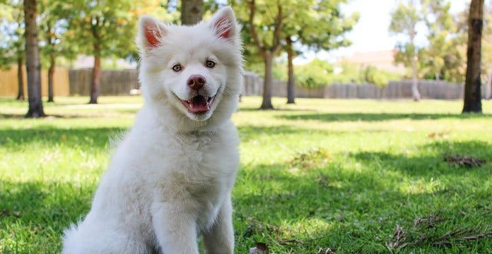 TreeHousePuppies