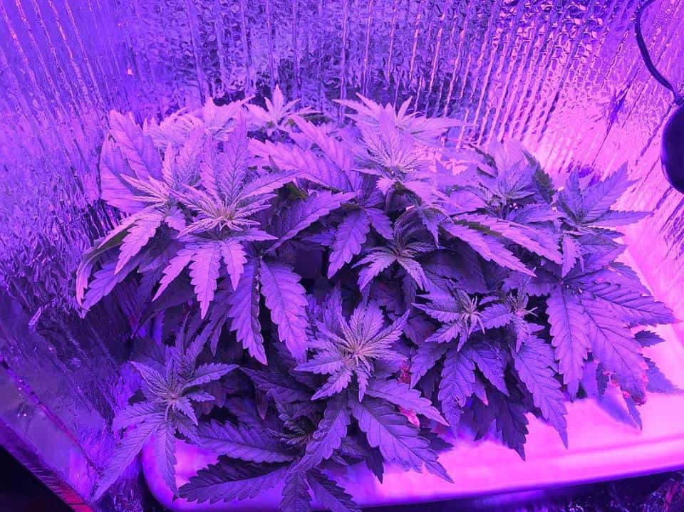 Unique Hydroponics