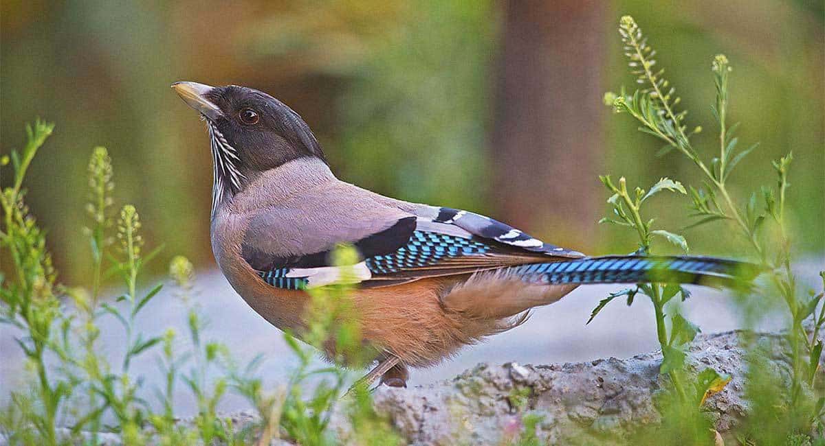 Wild World India