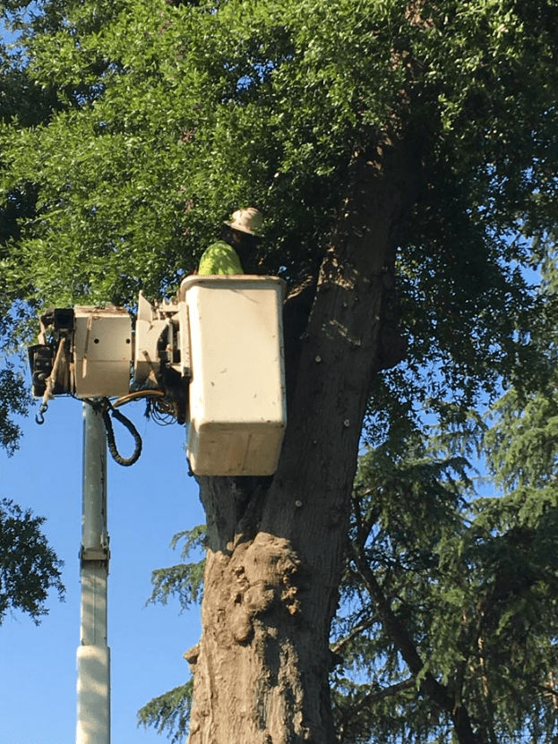 Empire Tree and Turf