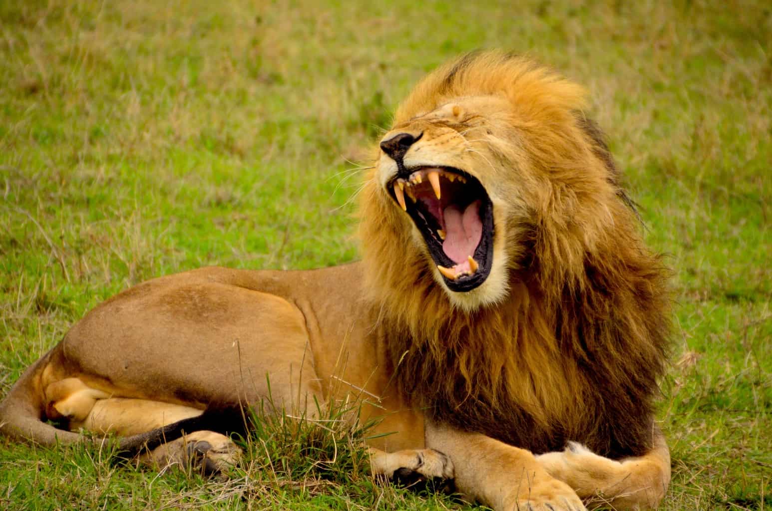 Inside Africa Budget Safaris